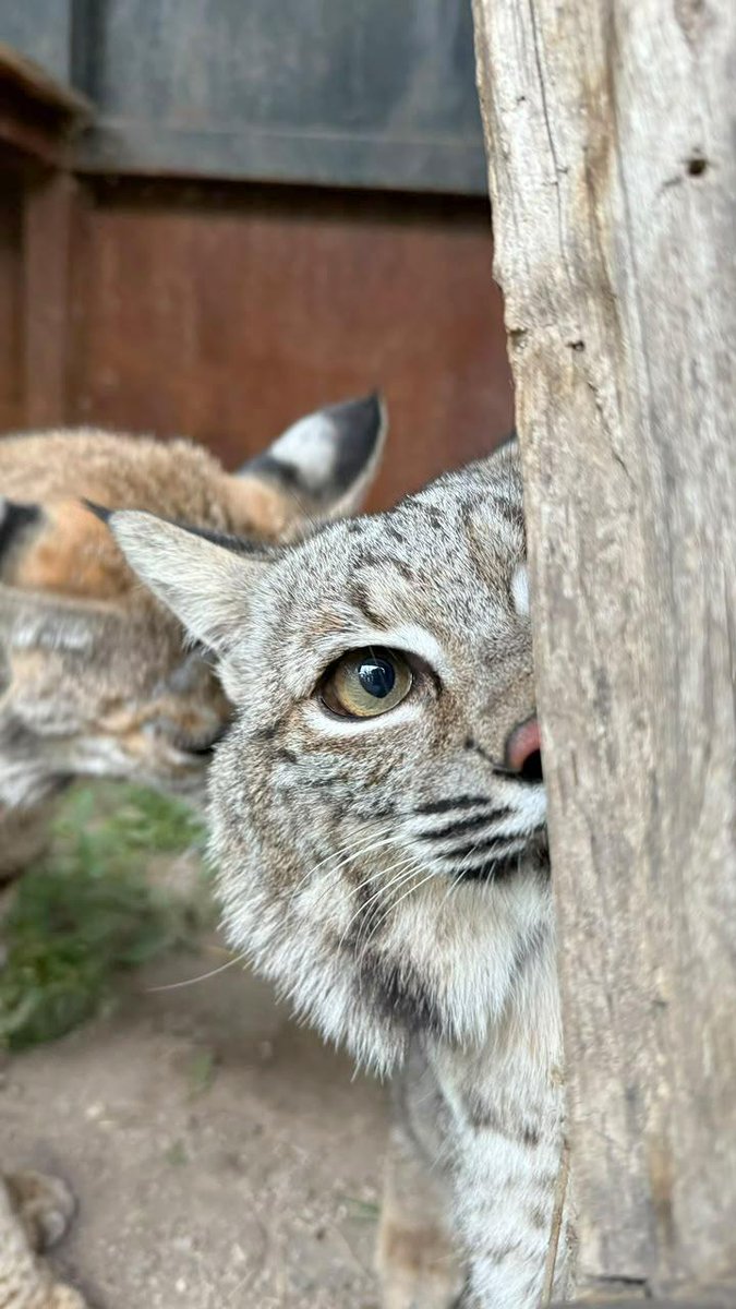 Trafico_ZMG's tweet photo. Nace cría de lince rojo bajo resguardo de fauna en Tlajomulco 🐾

La Unidad de Rescate de Fauna Silvestre de Tlajomulco logró el nacimiento de una cría de lince rojo dentro de sus instalaciones. 

🩺 La reproducción fue posible gracias a la atención médica e integración de dos ejemplares que padecieron maltrato, desnutrición y abandono en años pasados.

El nuevo ejemplar permanece en un proceso especial de aislamiento para permitir su futura integración al medio ambiente. 

Para reportar animales silvestres en riesgo o lesionados, llame al teléfono 33 31 38 30 98 📲

#TráficoZMGPeriodismoCiudadano