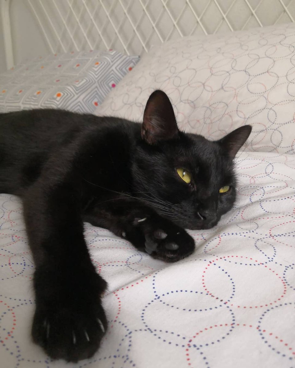 JanineGulbraa's tweet photo. Dory really enjoys summer. She spends all her time lying on my bed. https://t.co/iXuHHDWzQV