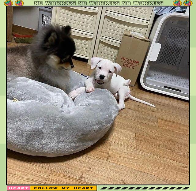 NereidaMahbwt's tweet photo. Mira cómo mi peludito crece semana a semana! De un bebé indefenso a un corredor travieso https://t.co/YWiXpqKRYv