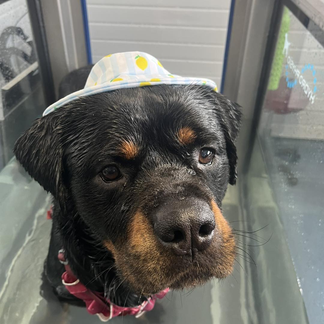 CandidaIarid's tweet photo. Bruce has bilateral elbow dysplasia and began underwater treadmill sessions 18 months ago. As he improved, we reduced the frequency. His strength, gait and range of motion improved, and he stopped limping. He now visits every 3 weeks for https://t.co/3YnMdegtlw