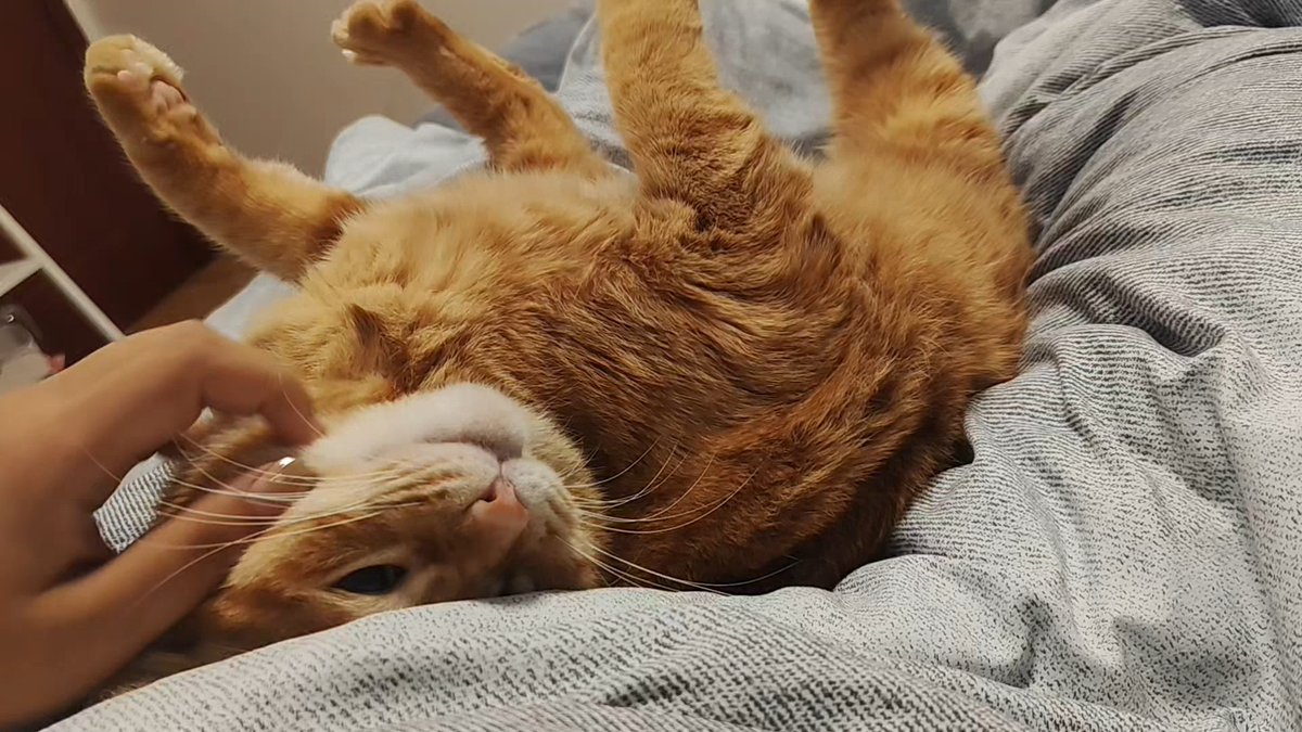 TyishaTfzqs's tweet photo. Mi gatito Mochi ya corre como un rayo y duerme en su cama Creció tan rápido! https://t.co/w3C0nKOOVs