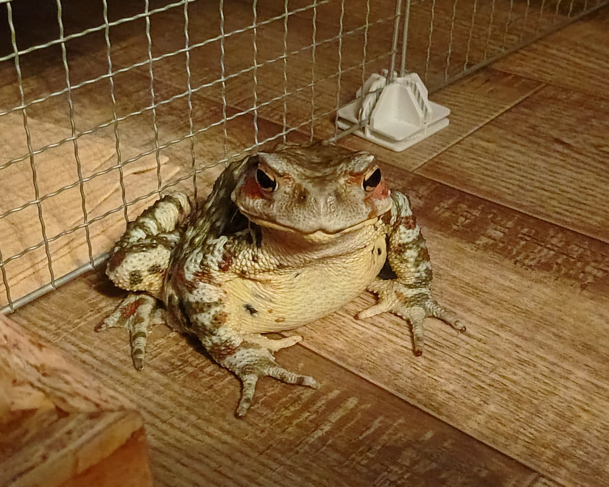 jyun_zou's tweet photo. おはヒキガエル✨️
#ナガレヒキガエル
#ヒキガエル
#toad #bufo https://t.co/BJd2eIe8En