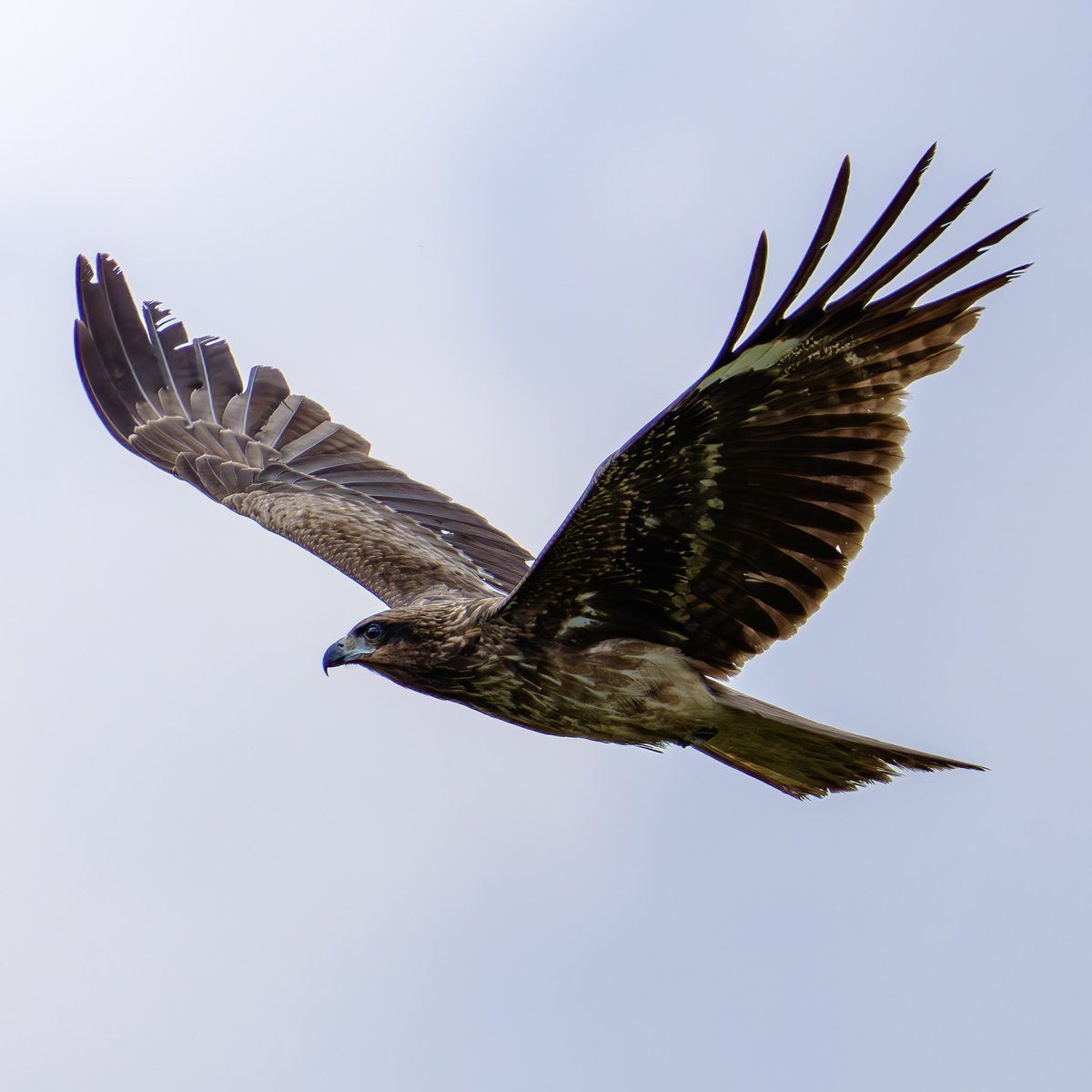 Parrot Raptor #トビ #猛禽類 #野鳥 #bird https://t.co/3jZyNEOTHO