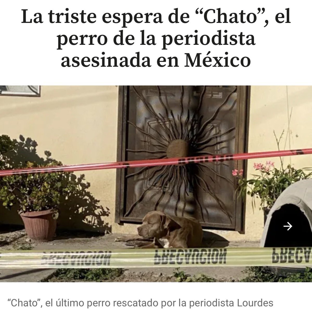 AleydaEncinas's tweet photo. @HtTrejo Es una tristeza 😢 mi amado México 🇲🇽 gobernado por los abrazos #MorenaEsElNarcoDeMéxico , acá por mi zona solamente CHATO 🐶 tuvo la valentía de quedarse ante el asesinato de la periodista que pidió en la mañanera protección y que #AmloALaCarcel JAMÁS ESCUCHÓ 😓 https://t.co/k37WPmM7QC