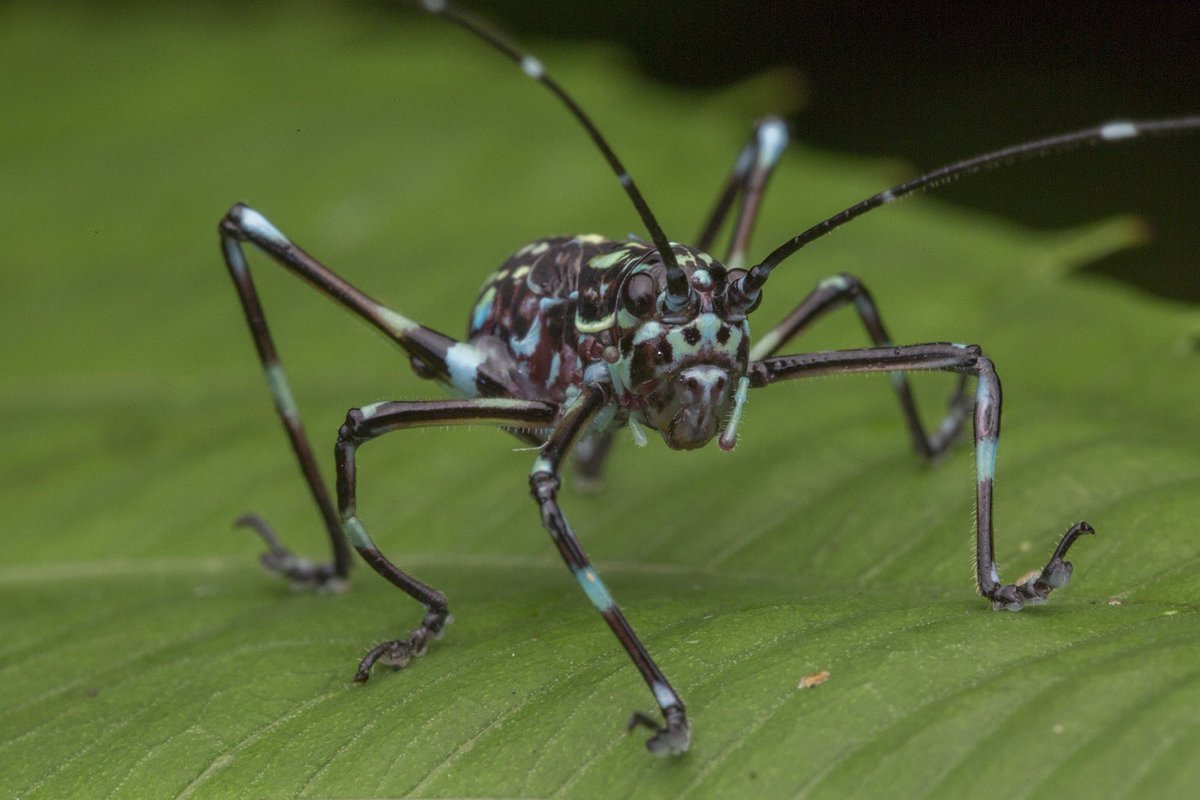 orthopterans's tweet photo. 🇸🇬 Katydid nymph (Scambophyllum sp.)

📸: https://t.co/eXQLZiFvi4 https://t.co/0aAJfjJGhZ