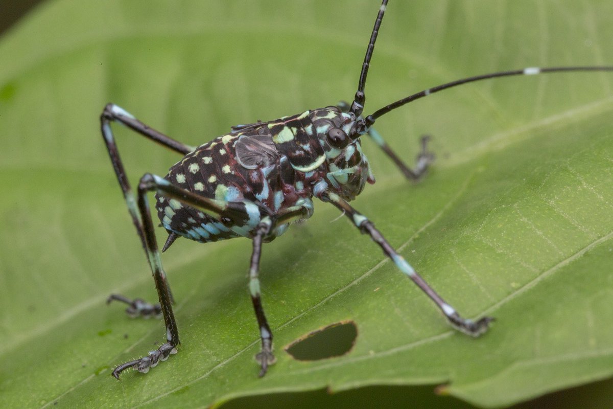 orthopterans's tweet photo. 🇸🇬 Katydid nymph (Scambophyllum sp.)

📸: https://t.co/eXQLZiFvi4 https://t.co/0aAJfjJGhZ