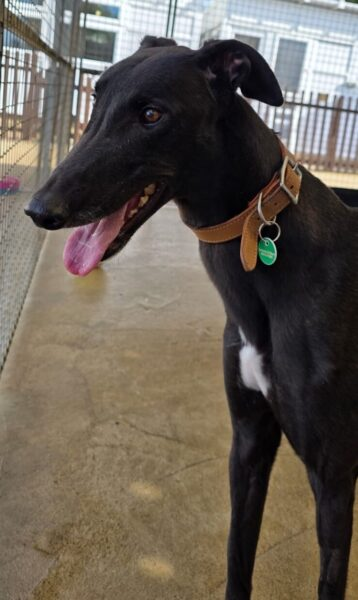 Penny2449's tweet photo. #k9hour
Lemmy 2 yr old Greyhound, under assessment, more info/adopt him from @AnimalsInNeedUK https://t.co/4eZCKMs0jZ