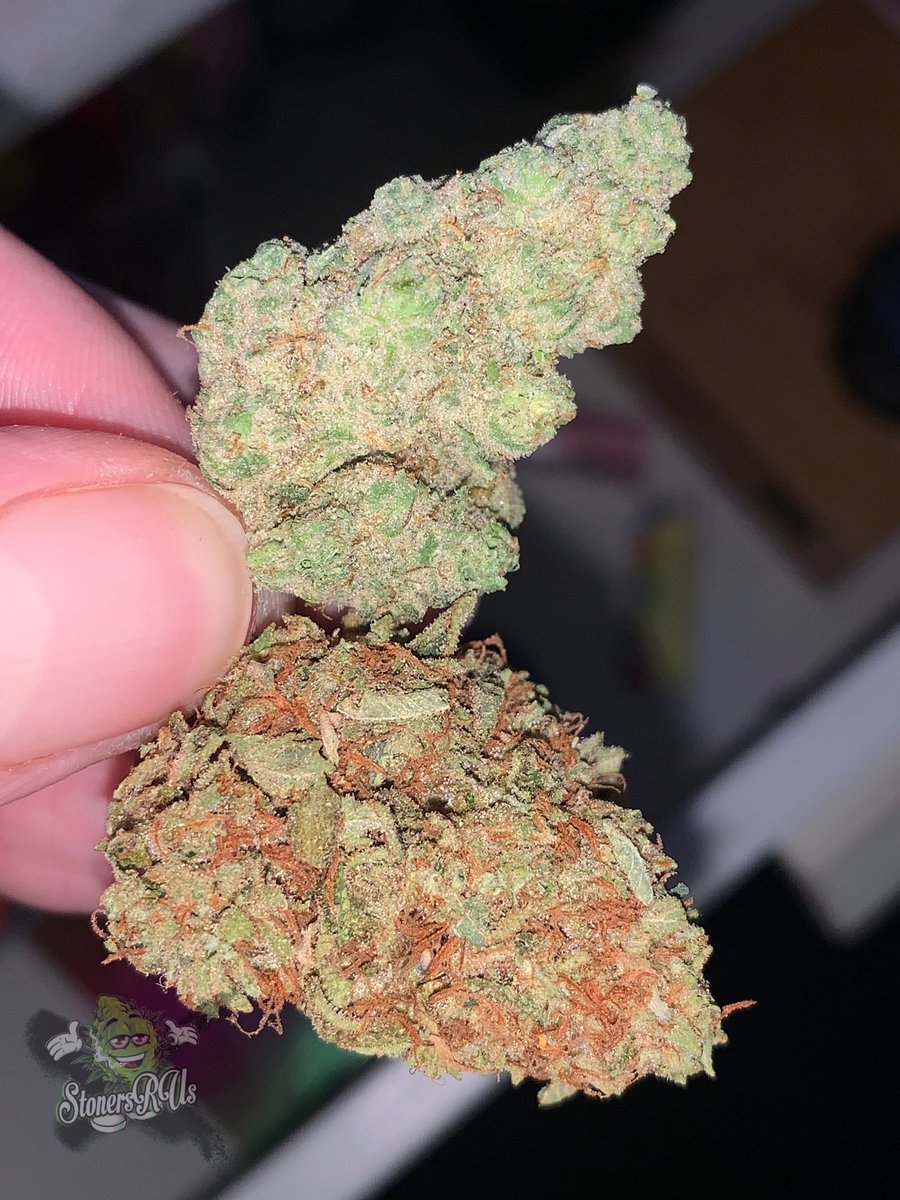 _StonersRUs_'s tweet photo. Take your pick… top or bottom? 🤔 

Top strain = Gelato Cake
Bottom strain = Californian Orange https://t.co/Mgfk6ZJ5Rd