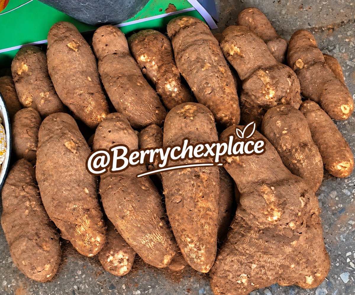 Berrychexplace's tweet photo. These yams are 2k per tuber !!!
Poundable
Fryable
Boilable 
I deliver nationwide 
Please repost and patronize https://t.co/4HVwgFYVFG
