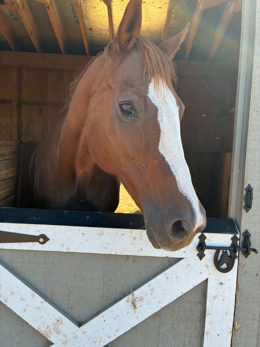 RACEFund's tweet photo. ❤❤ ❤Remember Ben's Florida Lady aka Benna that we rescued from the Mclean, TX lot in 2025?  She came in with 5 other mares that were all in horrific condition. It took quite awhile to get Benna back to health but she made it and is doing well today. The gray hairs are showing on her face and neck but make no mistake she is the boss. She loves her RF Retiree companions Romas Spirit and Broadway Bertie. 

The video is of Romy and Bertie feeling their oats recently.  We rescued all of them in the past from going to slaughter. Romy and Bertie were in bad shape when rescued too and Bertie was is even worse shape than Benna.  None of them will ever know fear, hunger, thirst  or uncertainty again.  Every one of these horses served the industry but the industry did not save them. We did!
@jockeyclub @BreedersCup @KYTbred @keenelandracing @theTDN @PastTheWire @ThoroughbredRA @EponaInitiative @KateMaddenSC @RepoleStable @PatCummingsNTA @westlakeracing
