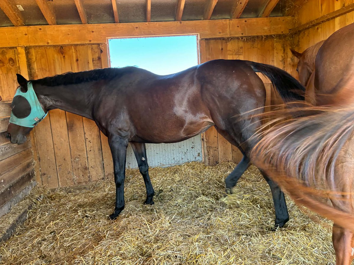 RACEFund's tweet photo. ❤❤ ❤Remember Ben's Florida Lady aka Benna that we rescued from the Mclean, TX lot in 2025?  She came in with 5 other mares that were all in horrific condition. It took quite awhile to get Benna back to health but she made it and is doing well today. The gray hairs are showing on her face and neck but make no mistake she is the boss. She loves her RF Retiree companions Romas Spirit and Broadway Bertie. 

The video is of Romy and Bertie feeling their oats recently.  We rescued all of them in the past from going to slaughter. Romy and Bertie were in bad shape when rescued too and Bertie was is even worse shape than Benna.  None of them will ever know fear, hunger, thirst  or uncertainty again.  Every one of these horses served the industry but the industry did not save them. We did!
@jockeyclub @BreedersCup @KYTbred @keenelandracing @theTDN @PastTheWire @ThoroughbredRA @EponaInitiative @KateMaddenSC @RepoleStable @PatCummingsNTA @westlakeracing