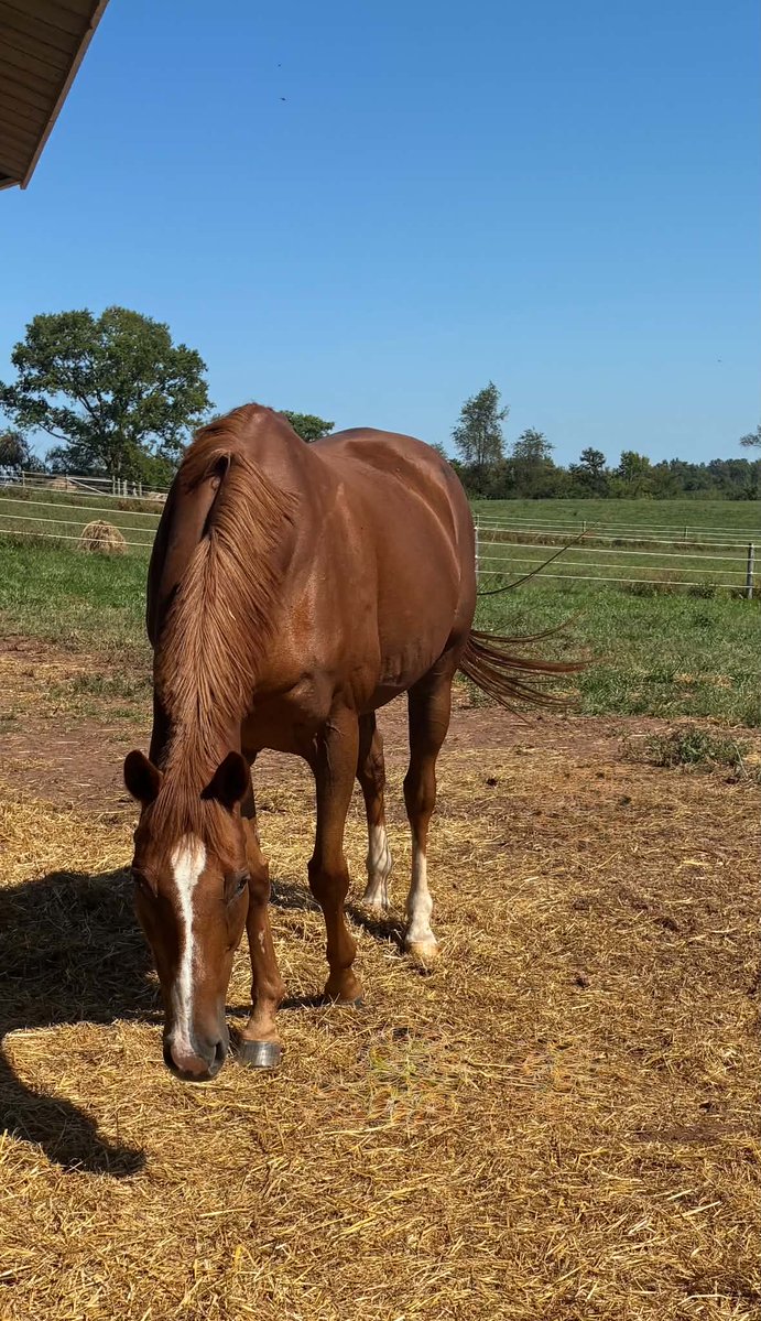 RACEFund's tweet photo. ❤❤ ❤Remember Ben's Florida Lady aka Benna that we rescued from the Mclean, TX lot in 2025?  She came in with 5 other mares that were all in horrific condition. It took quite awhile to get Benna back to health but she made it and is doing well today. The gray hairs are showing on her face and neck but make no mistake she is the boss. She loves her RF Retiree companions Romas Spirit and Broadway Bertie. 

The video is of Romy and Bertie feeling their oats recently.  We rescued all of them in the past from going to slaughter. Romy and Bertie were in bad shape when rescued too and Bertie was is even worse shape than Benna.  None of them will ever know fear, hunger, thirst  or uncertainty again.  Every one of these horses served the industry but the industry did not save them. We did!
@jockeyclub @BreedersCup @KYTbred @keenelandracing @theTDN @PastTheWire @ThoroughbredRA @EponaInitiative @KateMaddenSC @RepoleStable @PatCummingsNTA @westlakeracing