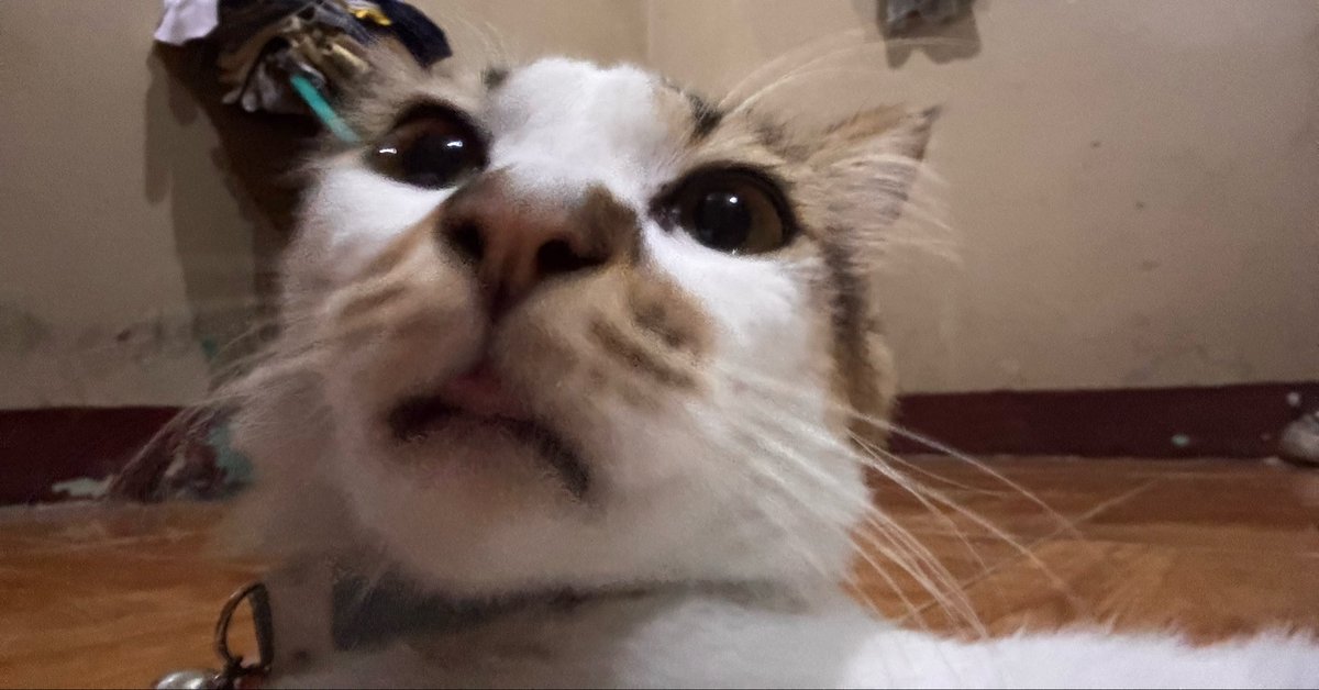 nihacca's tweet photo. Mau merem ada aja suara grasak-grusuk kirain tikus,nggak taunya cuking gw lagi mainin karung beras.
Fetis baru kh setelah kaki? https://t.co/kEuDjdXQ1d