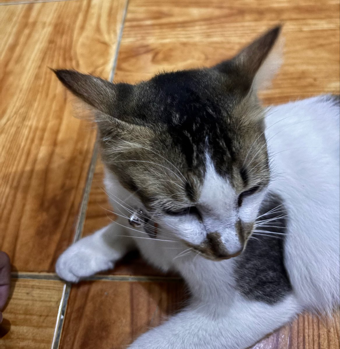 nihacca's tweet photo. Mau merem ada aja suara grasak-grusuk kirain tikus,nggak taunya cuking gw lagi mainin karung beras.
Fetis baru kh setelah kaki? https://t.co/kEuDjdXQ1d