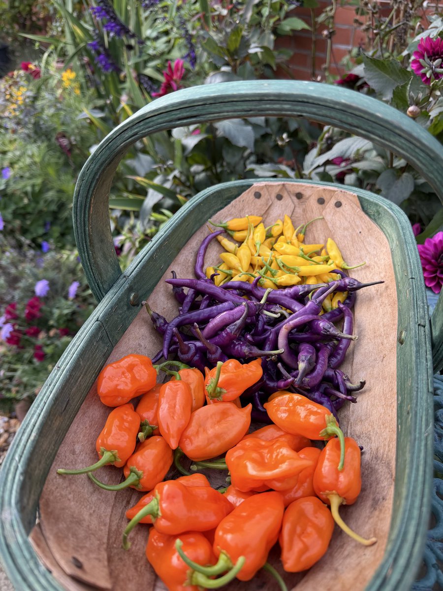 PotteringPolly's tweet photo. A handful of Habaneros 🧡🌶️🧡🌶️🧡🌶️🧡
It’s been the best chilli harvest I’ve had. Chillies like heatwaves 🥵
The habaneros are the last to ripen for some reason.
#chilli #chillies #growyourown #homegrown #Capsicum https://t.co/4JvrJur83K