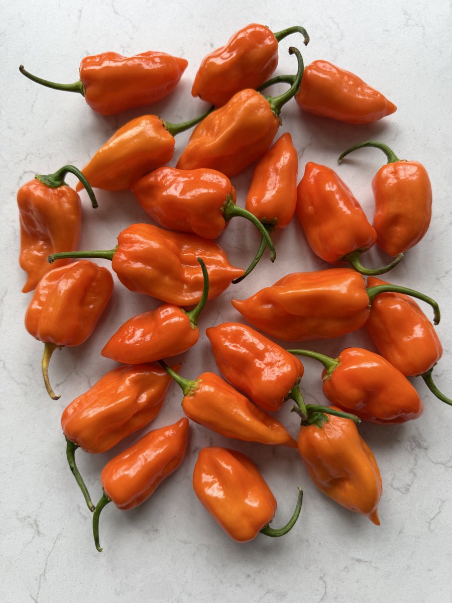 PotteringPolly's tweet photo. A handful of Habaneros 🧡🌶️🧡🌶️🧡🌶️🧡
It’s been the best chilli harvest I’ve had. Chillies like heatwaves 🥵
The habaneros are the last to ripen for some reason.
#chilli #chillies #growyourown #homegrown #Capsicum https://t.co/4JvrJur83K