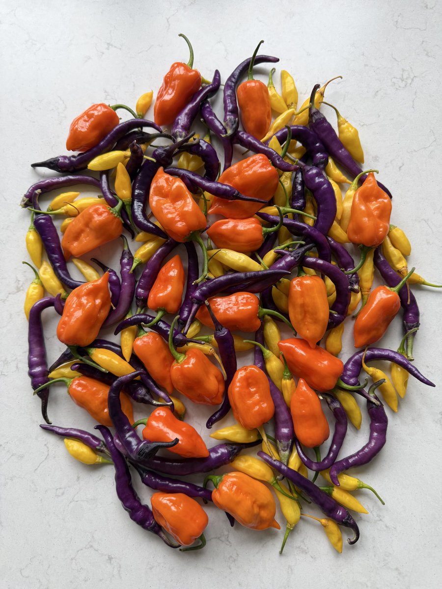PotteringPolly's tweet photo. A handful of Habaneros 🧡🌶️🧡🌶️🧡🌶️🧡
It’s been the best chilli harvest I’ve had. Chillies like heatwaves 🥵
The habaneros are the last to ripen for some reason.
#chilli #chillies #growyourown #homegrown #Capsicum https://t.co/4JvrJur83K