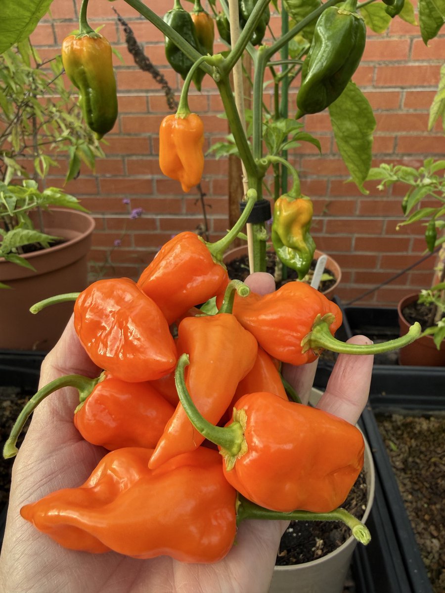 PotteringPolly's tweet photo. A handful of Habaneros 🧡🌶️🧡🌶️🧡🌶️🧡
It’s been the best chilli harvest I’ve had. Chillies like heatwaves 🥵
The habaneros are the last to ripen for some reason.
#chilli #chillies #growyourown #homegrown #Capsicum https://t.co/4JvrJur83K