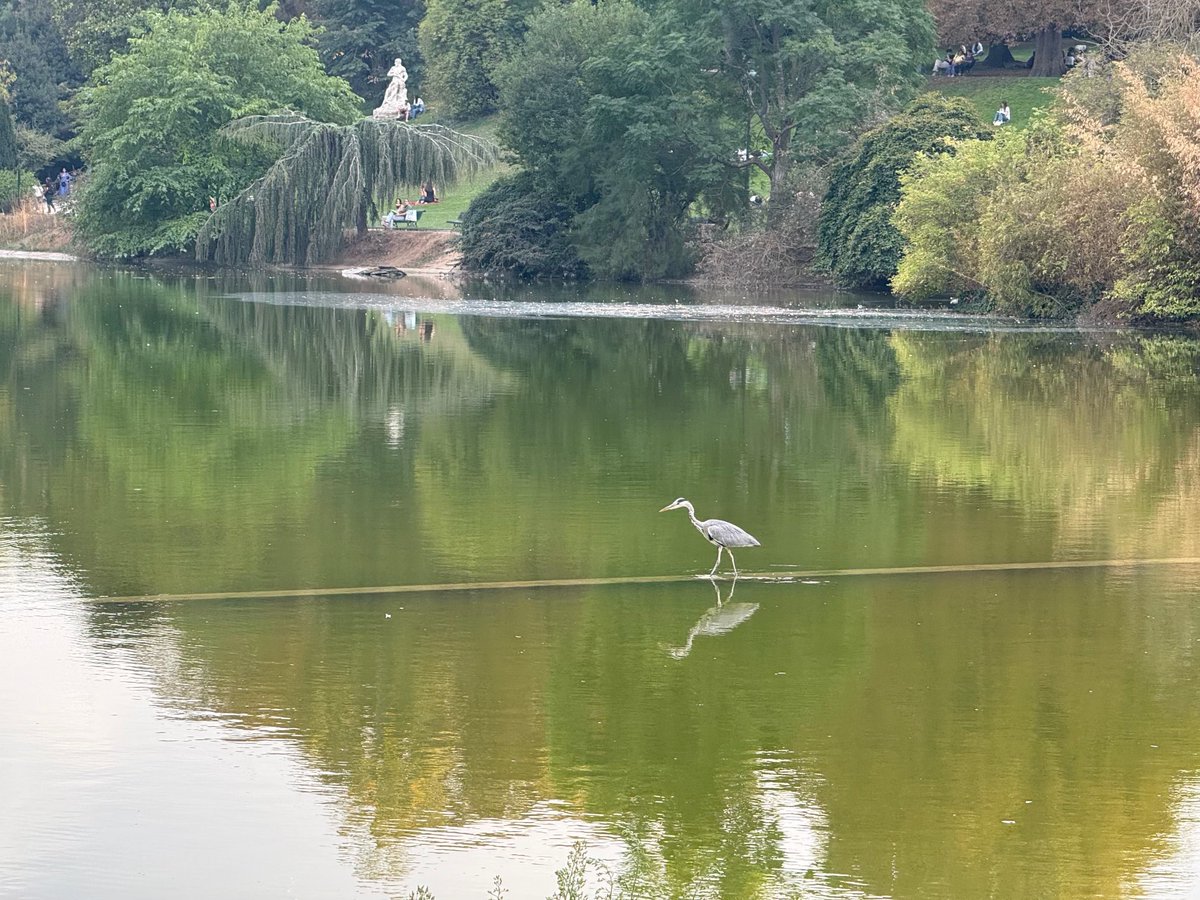 bountyvault's tweet photo. A solitary heron glides across the water ! https://t.co/sD84sFt5t3
