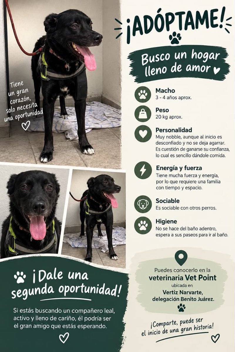 VIBRAmascotas's tweet photo. #compartimos #rt #ayuda #adopta #cdmx https://t.co/gNr8hQm2k0
