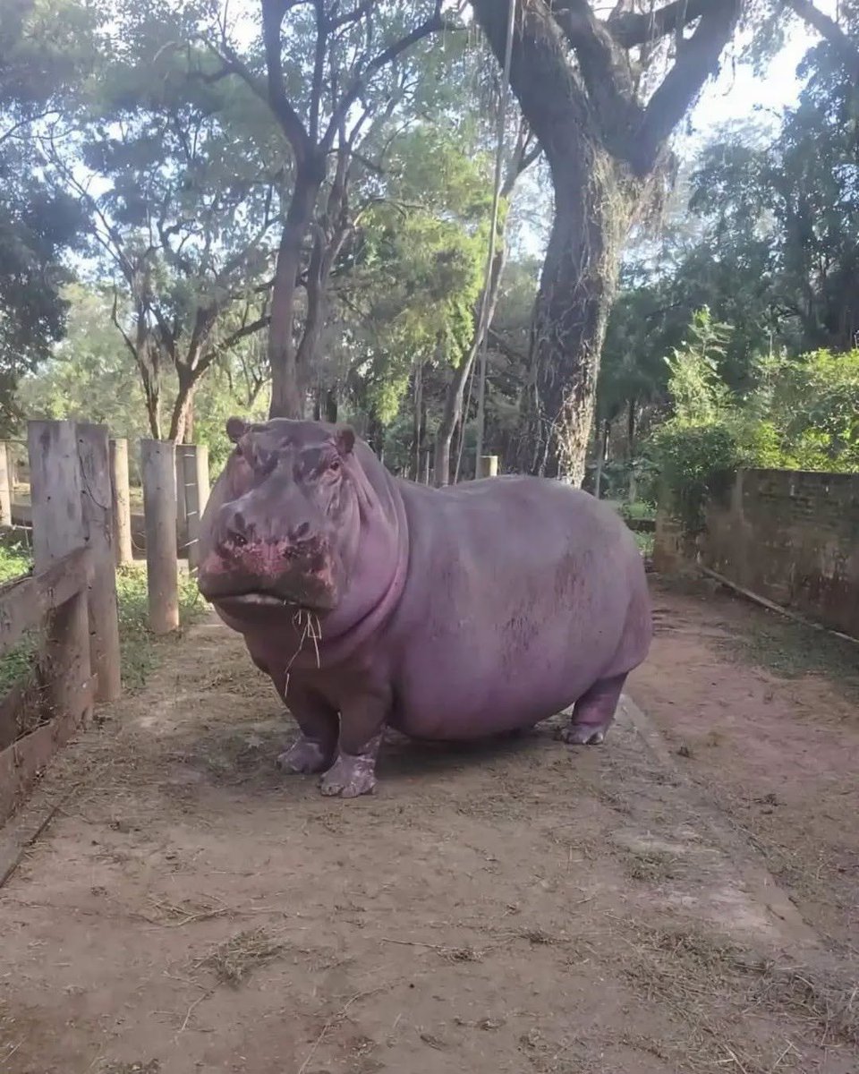 delpynews's tweet photo. ▶️ YUYITO SE PREPARA PARA CUMPLIR 40 AÑOS  |🦛🎂

El hipopótamo más antiguo del Botánico de Asunción cumplirá 40 años en octubre y ya preparan un festejo especial. 🎉

 Le prepararán una torta elaborada con algunos de sus alimentos favoritos para celebrar junto a sus cuidadores. 🥹❤️

Vía: Última Hora.