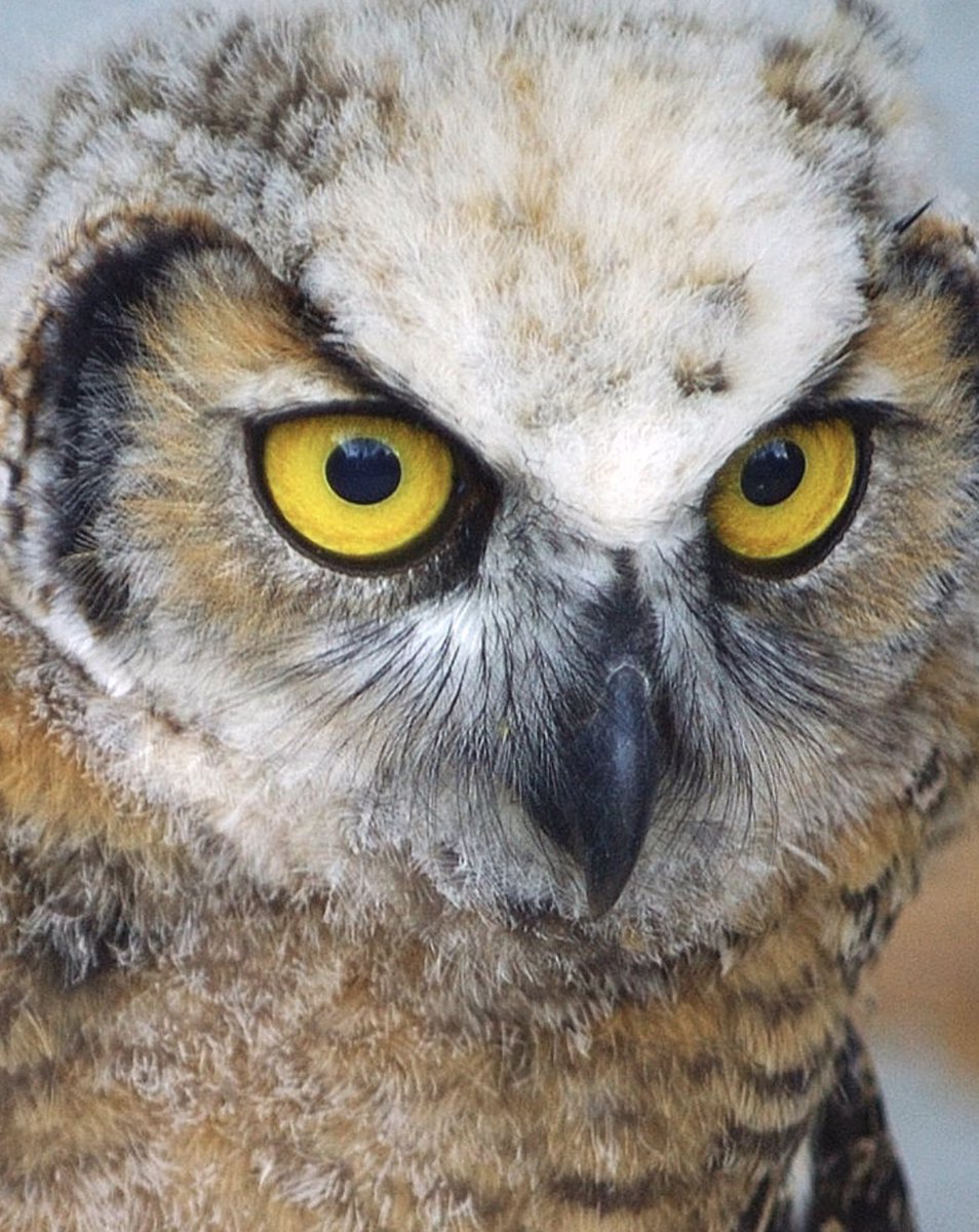 ShonnaHPhoto's tweet photo. Eye to eye with a juvenile Great Horned Owl. 🦉 Sharp focus, downy textures, and piercing yellow eyes.
🛒 Intense Gaze of a Great Horned Owlet https://t.co/0xqjtecikq
#OwlPhotography #CanadianWildlife #FineArtPrints #GreatHornedOwl https://t.co/tBoXG4TPww