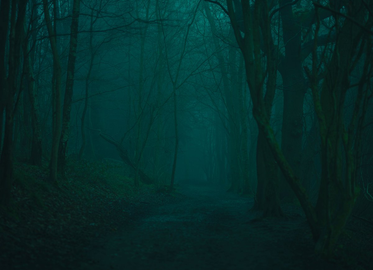 zosphotos's tweet photo. The forest in my favourite colour https://t.co/4XywkROBWf