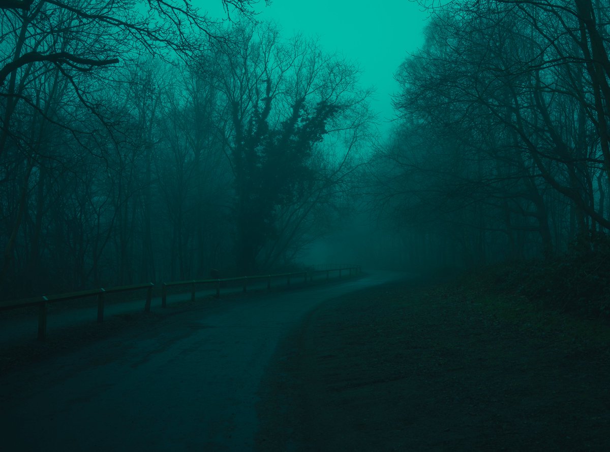 zosphotos's tweet photo. The forest in my favourite colour https://t.co/4XywkROBWf