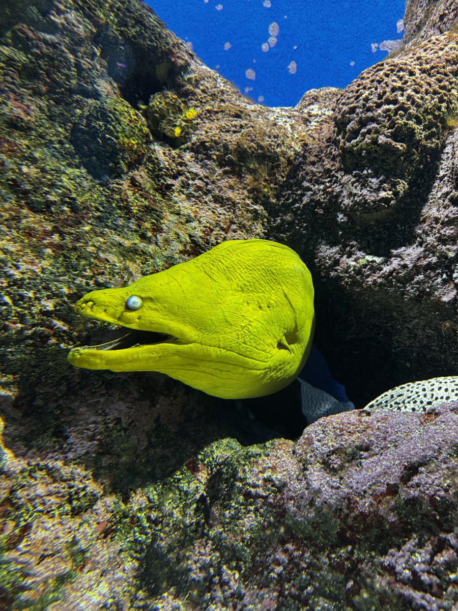 chidorakele's tweet photo. These aren't special effects! There really are such bizarre creatures on the ocean floor. https://t.co/B6dLfY307D