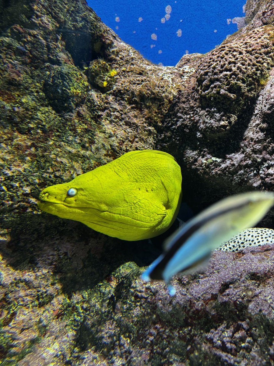 chidorakele's tweet photo. These aren't special effects! There really are such bizarre creatures on the ocean floor. https://t.co/B6dLfY307D