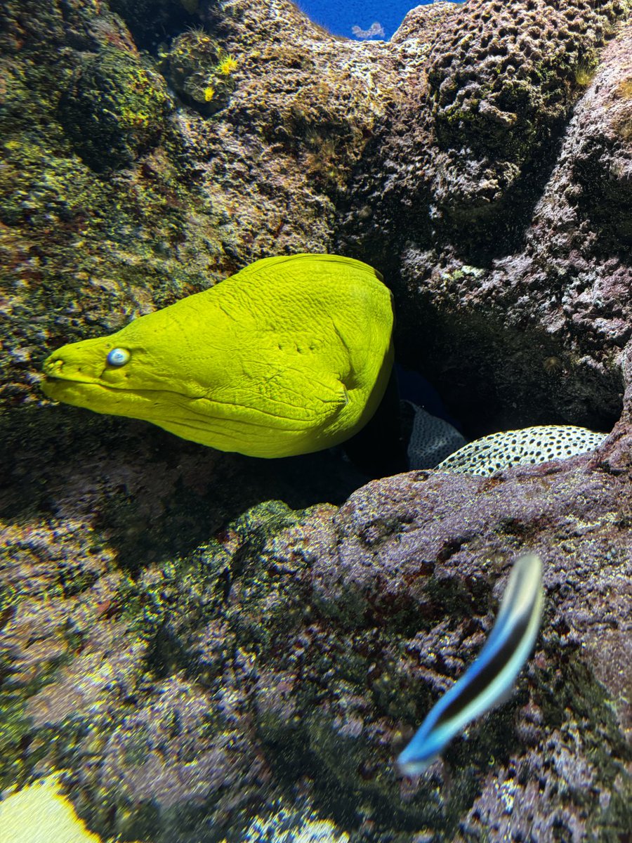 chidorakele's tweet photo. These aren't special effects! There really are such bizarre creatures on the ocean floor. https://t.co/B6dLfY307D