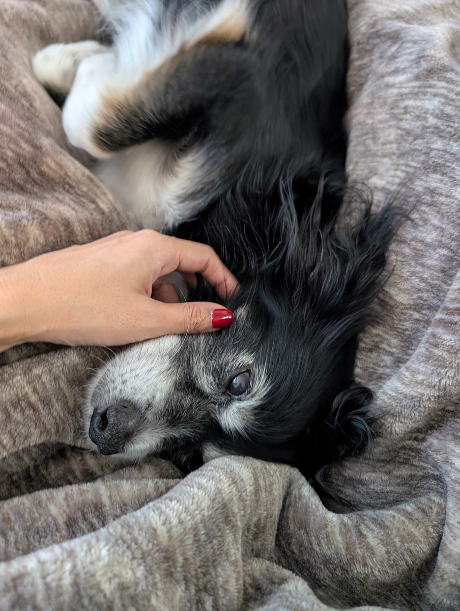 pawsnbreathe's tweet photo. 犬が寝転がっている時とか寝る前に口をぺちゃぺちゃするのは「至福である」という意味だと知ってから、口をぺちゃぺちゃしてるのをみるとこちらまで満たされる🐶オキシトシン大放出 https://t.co/q6ybjgY1LC