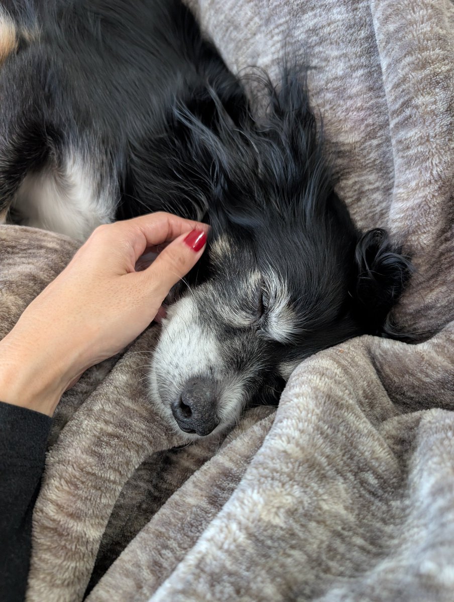pawsnbreathe's tweet photo. 犬が寝転がっている時とか寝る前に口をぺちゃぺちゃするのは「至福である」という意味だと知ってから、口をぺちゃぺちゃしてるのをみるとこちらまで満たされる🐶オキシトシン大放出 https://t.co/q6ybjgY1LC