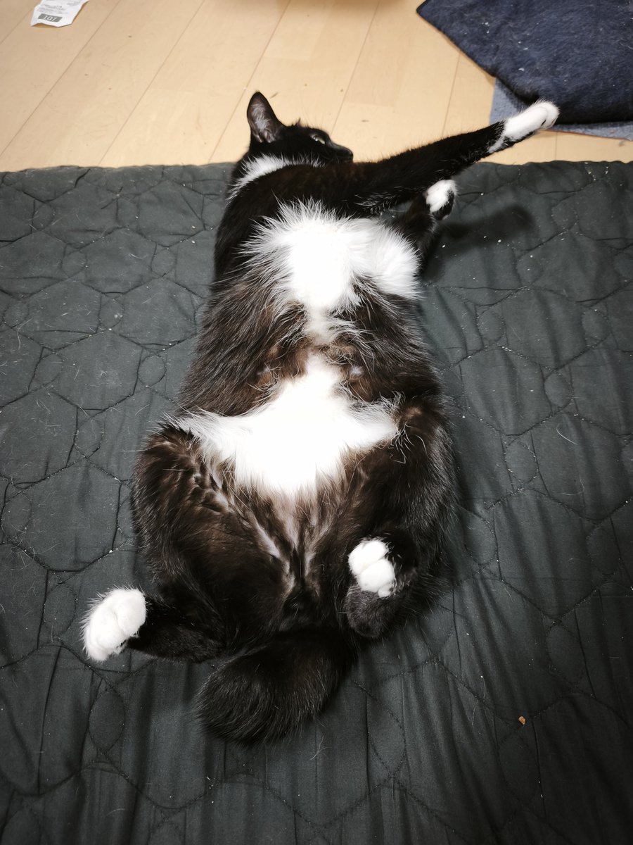 SfmaTacky's tweet photo. まうが変身しようとしとる
（｀・ω・´）ﾍｰﾝｼﾝ https://t.co/tBFU5vPE7p