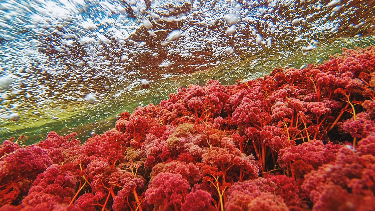 alejocalder0n's tweet photo. En el día internacional de los ríos, uno de mis favoritos. Caño Cristales, Serranía de la Macarena. Meta, Colombia. https://t.co/Zk02Km9NS1
