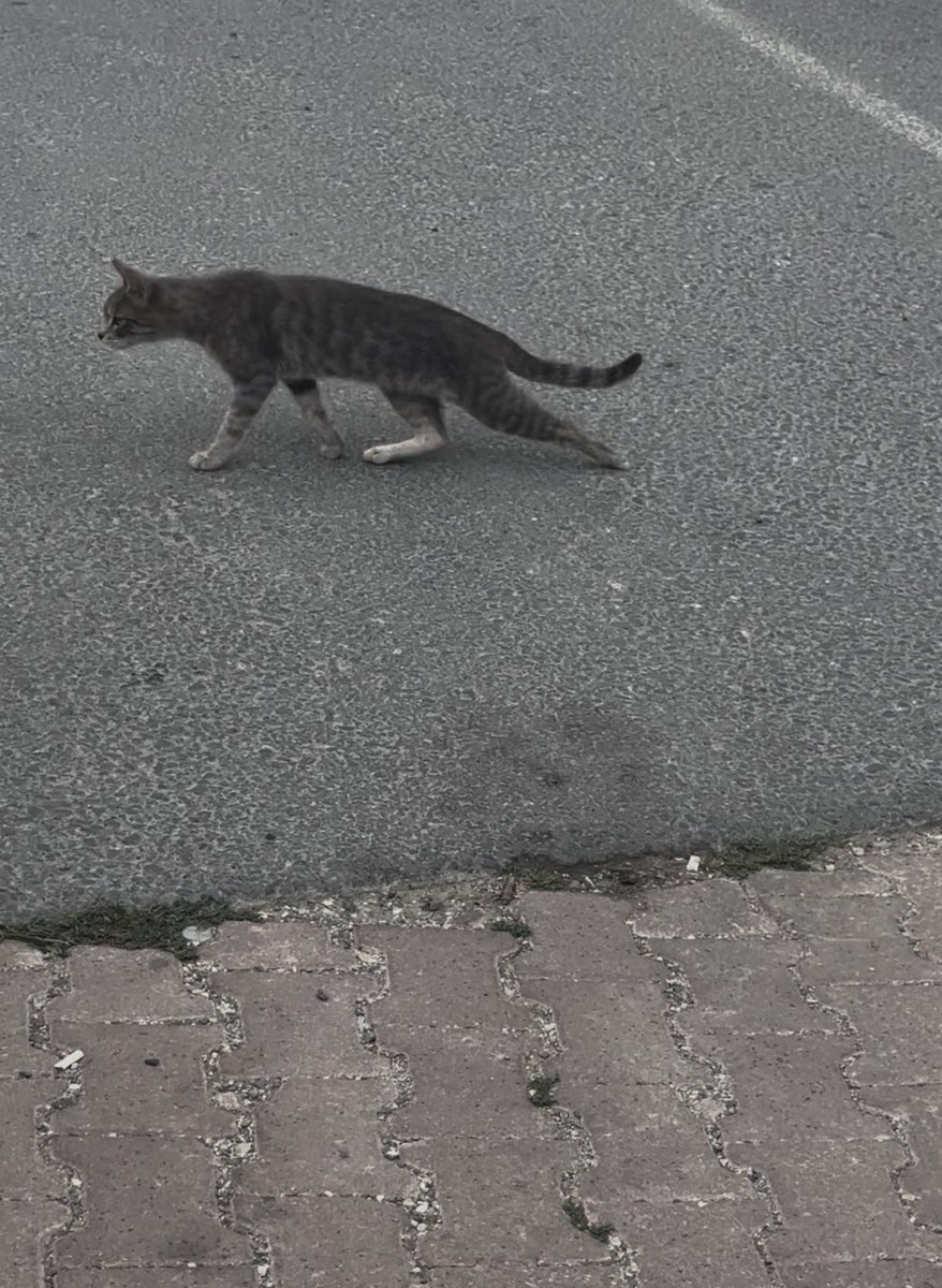 aysun6676's tweet photo. Kimse dönüş yapmadı bu kedi için 😞 https://t.co/Q4XOeSPmKW