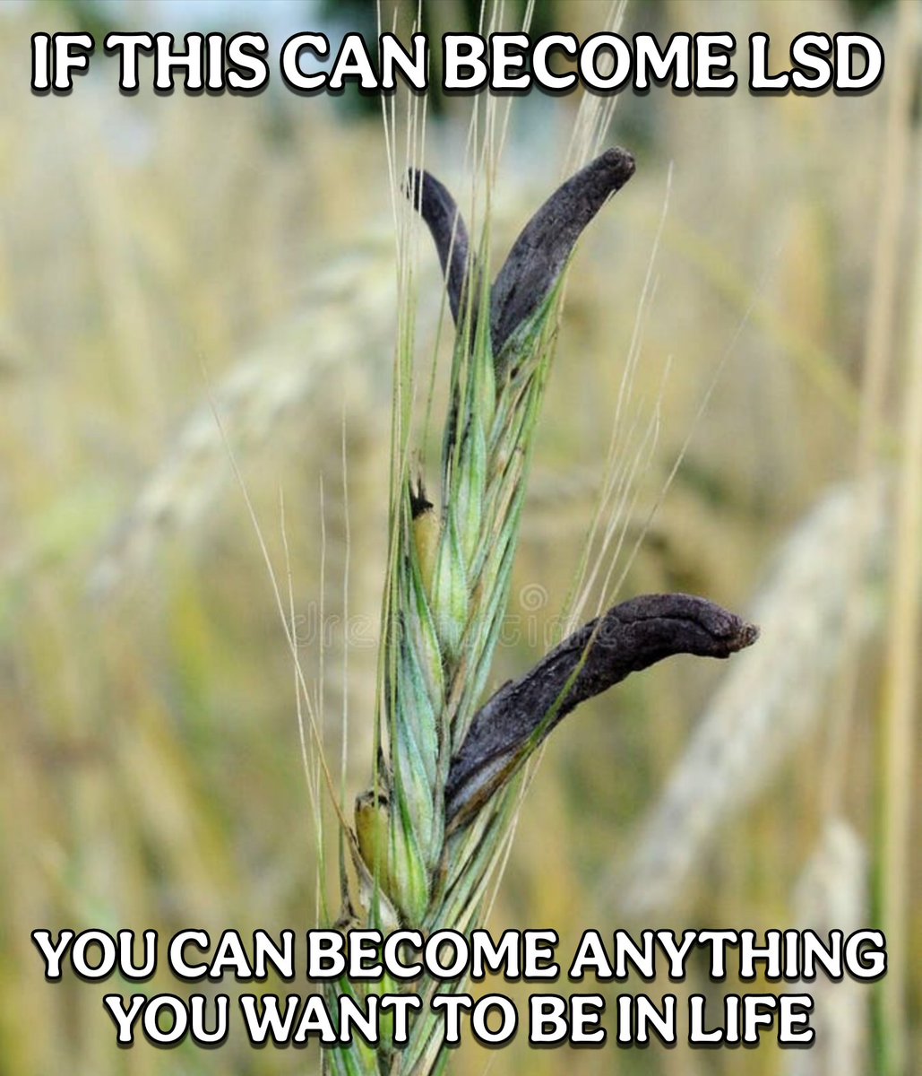 APsychedelics's tweet photo. 🌾 https://t.co/TmjkY6ga9L