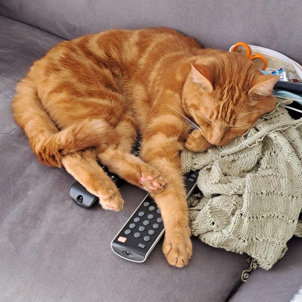 AgnesSAINTSAENS's tweet photo. @arthhuretlola Panache aime se coucher sur ce que je suis en train de tricoter 😉 
C'est ça quand on ne range pas ses affaires 🤭 https://t.co/cG7KREjzTI