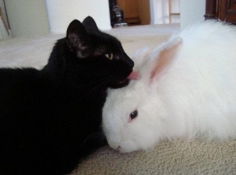 xinluyurii's tweet photo. they’re actually the 🐈‍⬛🐇🐰 emojis irl https://t.co/McPTot6x13