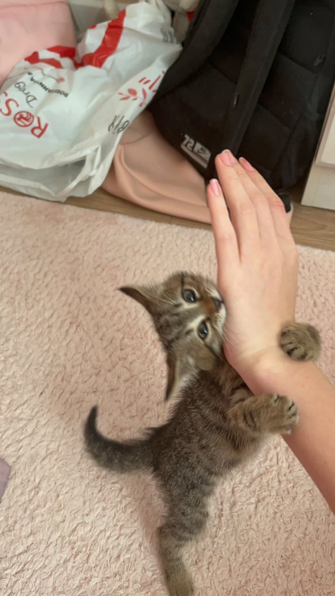 zeyno_citlembik's tweet photo. müzecan 
erkek birey
ennn fazla 1.5 aylık 
soğuk içecek dolabının motorundan kurtardık tedavisini oldu gayet sağlıklı ANKARADA acil yuva arıyoruz https://t.co/zvWBUtMG1T