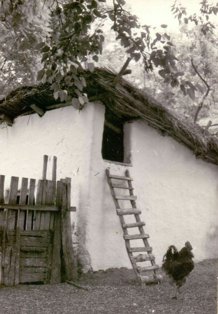 MagyarCowboy's tweet photo. Tyúkól tyúklétrával, biztonságban és melegen tartva a disznóól feletti padláson (Szank, 1965) https://t.co/6uSWJUf7VM