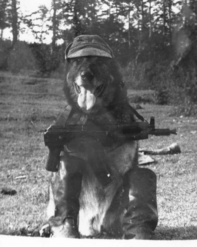 ButletDers's tweet photo. Soviet border dogs (1950’s)🐕 https://t.co/GFNV8lde7G