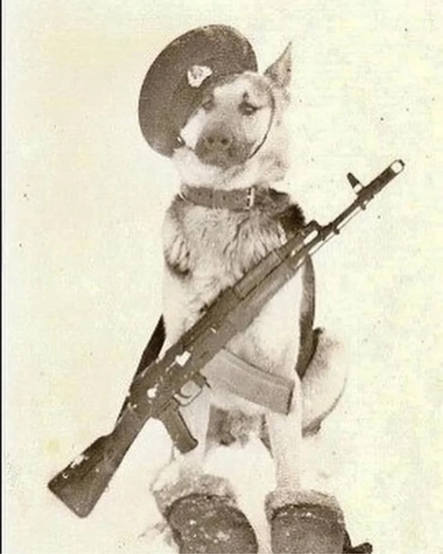 ButletDers's tweet photo. Soviet border dogs (1950’s)🐕 https://t.co/GFNV8lde7G