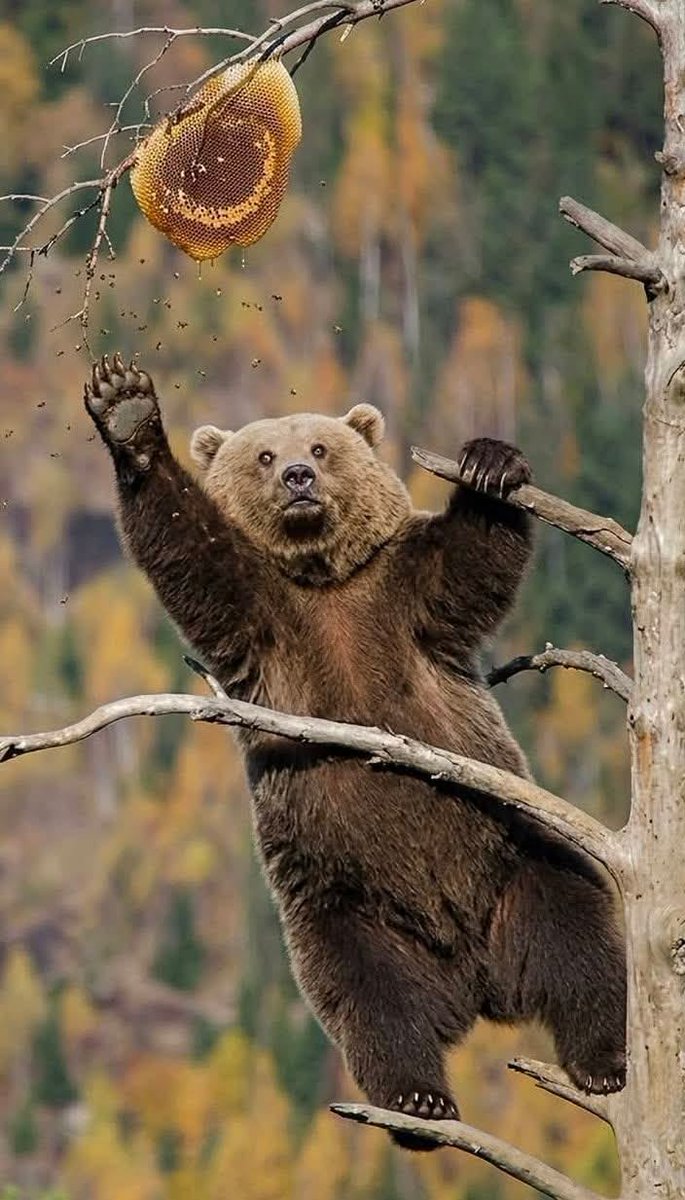 bearswords7sxf's tweet photo. https://t.co/YkxU4S8M1O