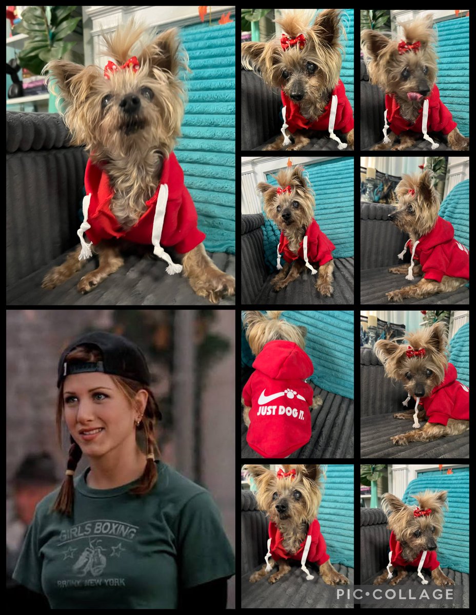 TheHerdHouse's tweet photo. The one about sports ball
#OperationSaveAFriend
#FallFashionWeek https://t.co/UHLkUL3fGZ