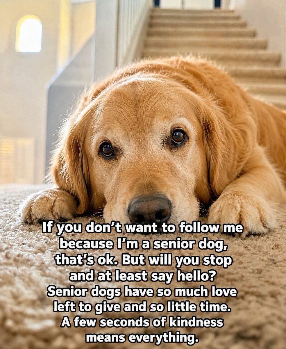 puppiesDoglover's tweet photo. https://t.co/fz01pX7Y0c