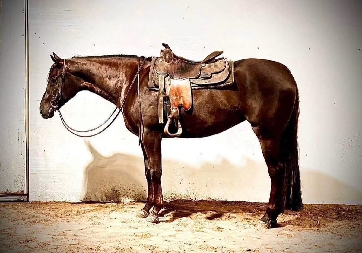 SeriousEquine7's tweet photo. 🔥New Price🔥✨ Eyez A Good Gurl Sir ✨2023 AQHA Mare | 16.1 HH - by Easy On The Eyez (Protect Your Assets) and out of a Good I Will Be daughter, this big, pretty mare combines modern all-around bloodlines with size 

PM for more info 

#seriousinquiriesonlyequine https://t.co/N7ZquCUExV