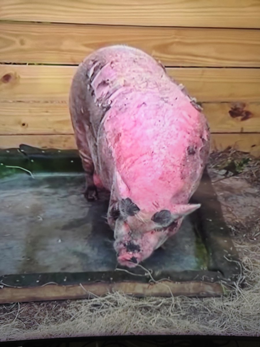 BrokerPrBiz's tweet photo. Now here is a picture of Waddles when he was rescued from the SPCA of TB. Do you see a difference from when Waddles was dropped off and then rescued 14 days later? How can a judge say this is not animal cruelty? The judge said Waddles is just a dumb animal.This makes me so angry! https://t.co/cxXbsmirHT