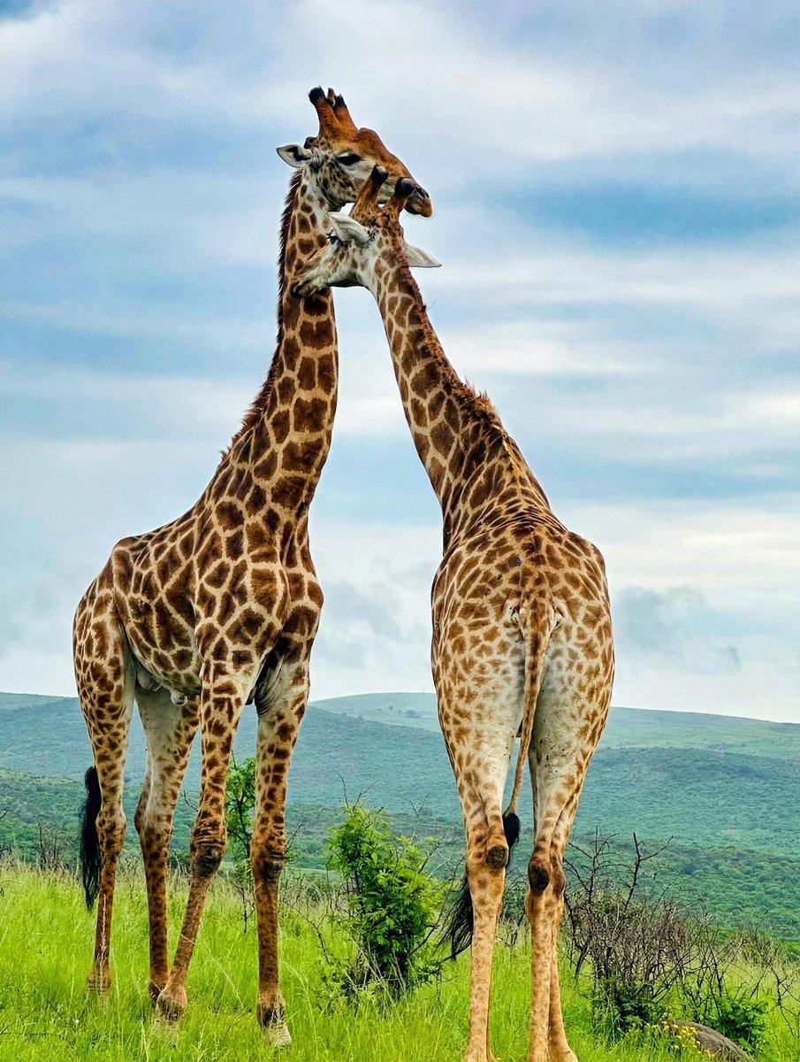 ZnCaraca's tweet photo. This is love 🦒❤️

These two giraffes in Hluhluwe spent 5 mins hugging like this right next to my vehicle. My guests from Durban cried.

Hluhluwe is only 2h45 from Durban. 1 day trip. Big 5 + this.

Would you come see it?

#SouthAfrica #Safari https://t.co/dK6eIozotv