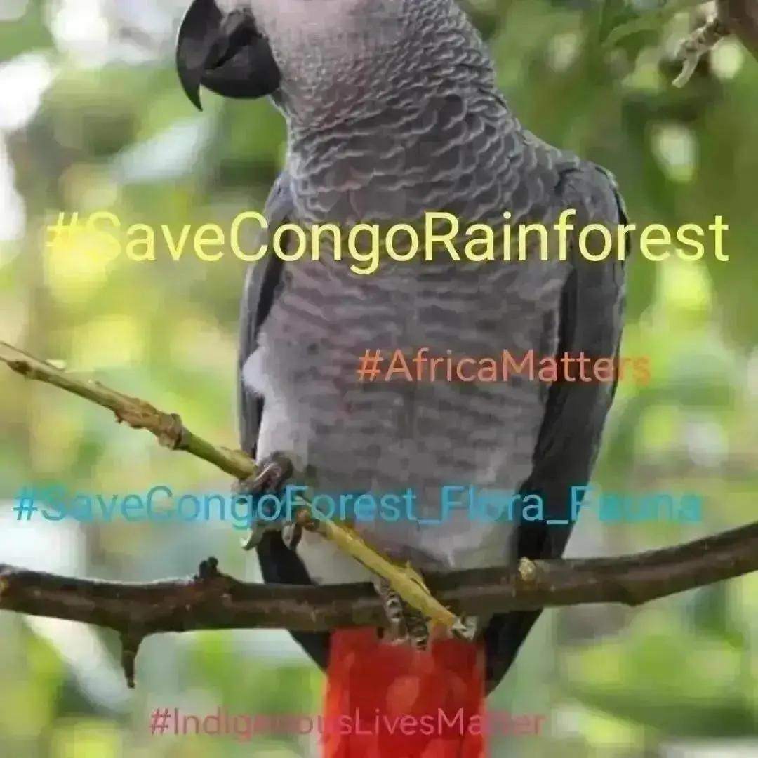 stamberg_e96884's tweet photo. SaveCongoRainforest Day 2392
#SaveCongoRainforest
#SaveCongoForest_Flora_Fauna๐ด๐ฆ #AfricaMatters #IndigenousLivesMatter
@SaveCongoForest
In Solidarity with
@vanessa_vash and
@Remy_Zahiga
The Congo Rainforest is vital in the fight for climate and social justice!โฎ๏ธ๐ https://t.co/1aL1tPA58m